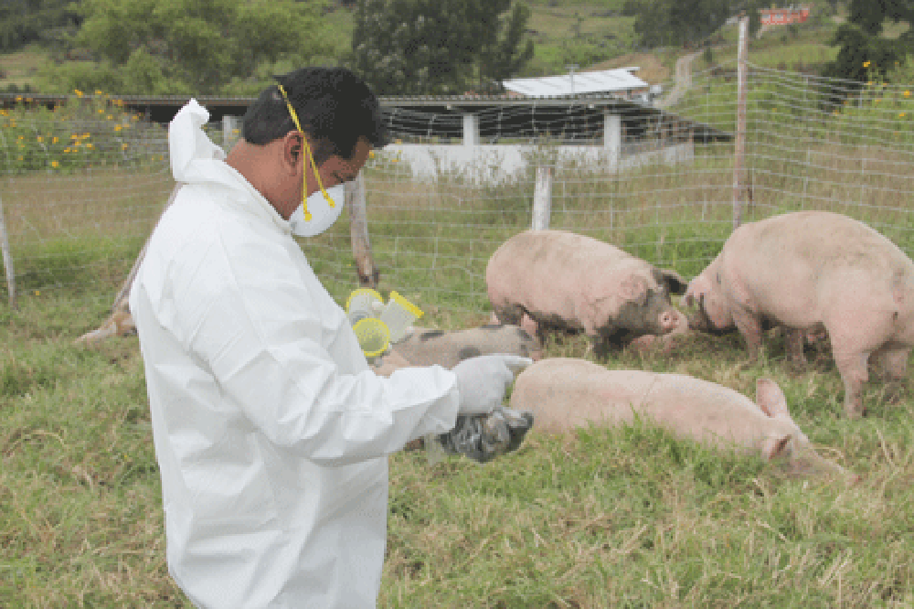 Peste porcina: COAG propone que toda la UE eleve su estándar de bioseguridad en granjas al nivel de excelencia de España