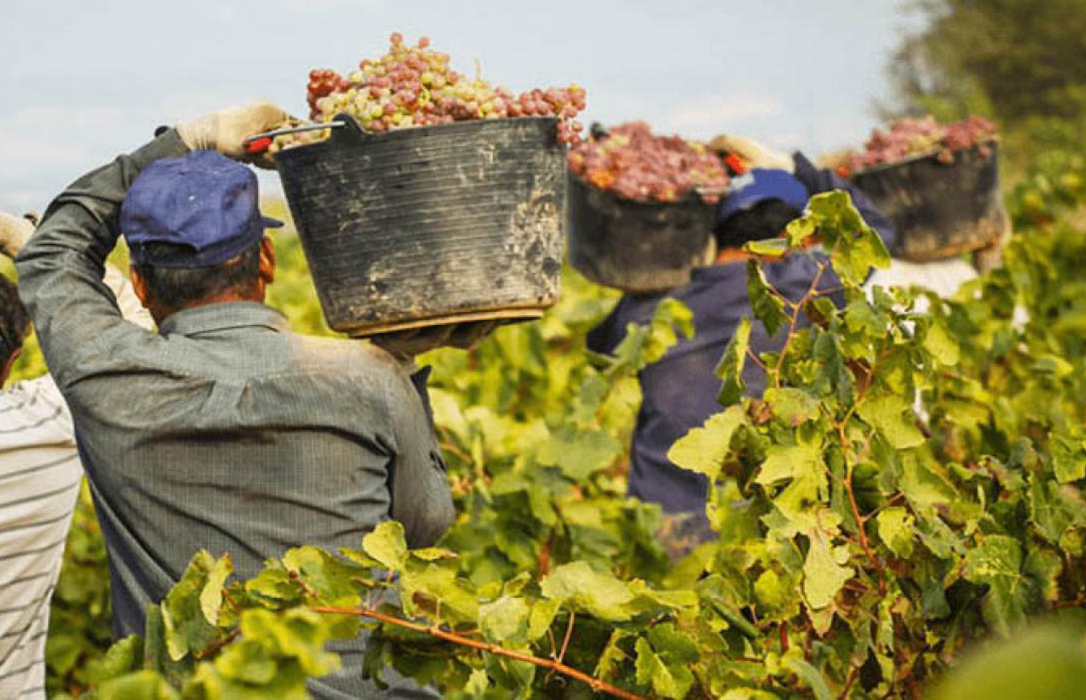 Castilla-La Mancha cerrará una bodega por no superar los controles de trazabilidad de sus vinos