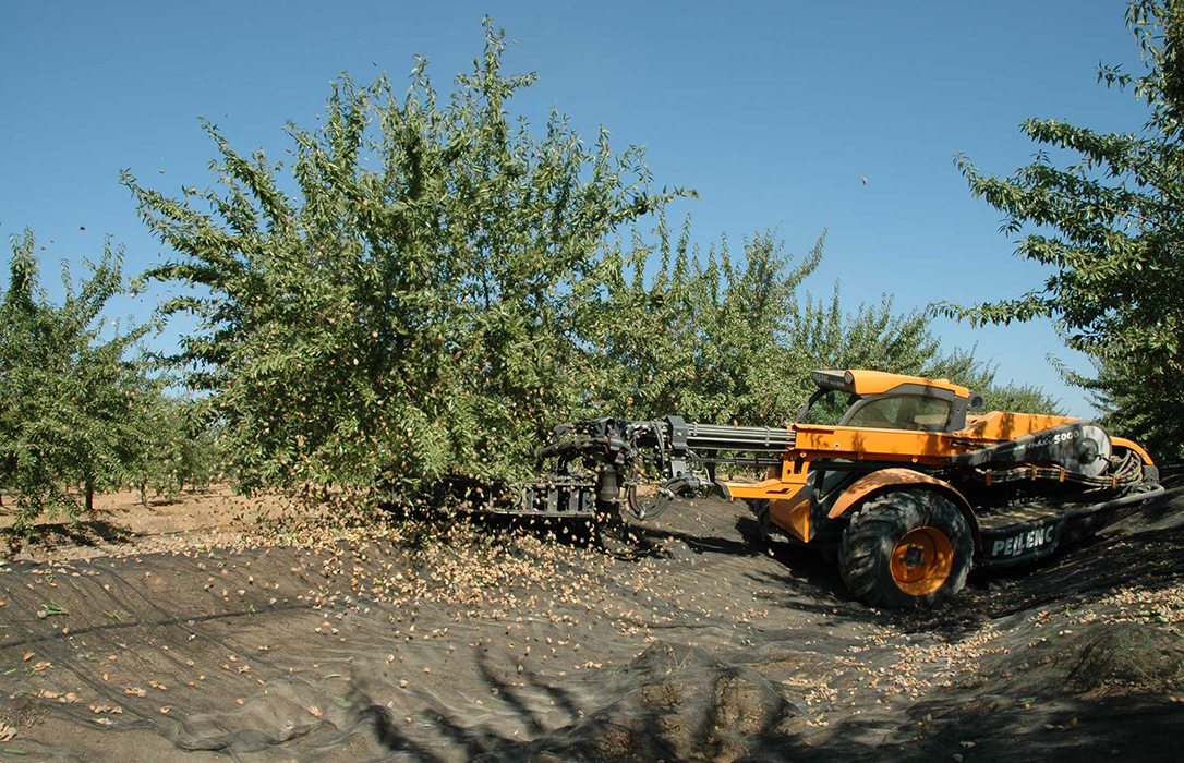 La Junta andaluza sigue apostando por el cultivo de la almendra, al ver posible ampliar su mercado como producto saludable