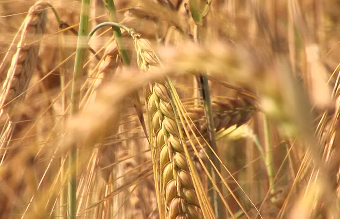 El precio del trigo duro sube hasta 5 euros la tonelada en los mercados mayoristas
