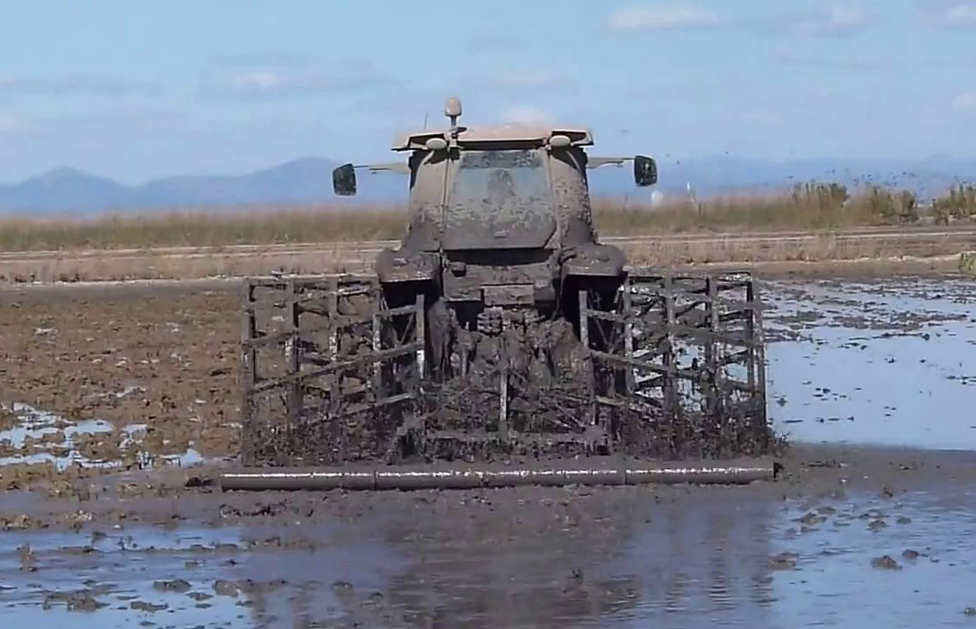 El Consell valenciano autoriza adelantar el fangueo del arroz para evitar la contaminación del agua