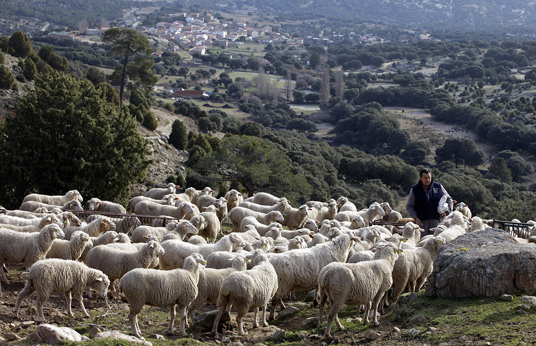 El Fega rebaja las ayudas asociadas para el ovino en 2018, que oscilan entre 11,8 y 19,5 euros por animal