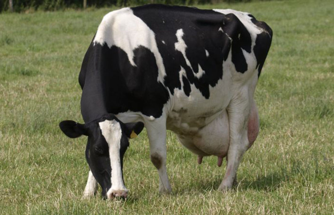 El Proyecto La Vaca que Pasta marca pautas para la creación de un sello de calidad lácteo en Cantabria