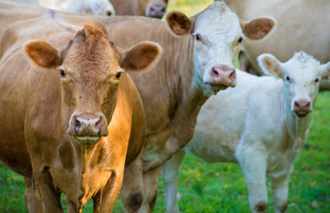 Los ganaderos de vaca nodriza insisten en ser una Organización de Productores y poder pactar precios