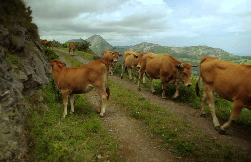 Denuncian la inoperancia por la ausencia de soluciones al problema de la vacas errantes sin sanear en Biescas