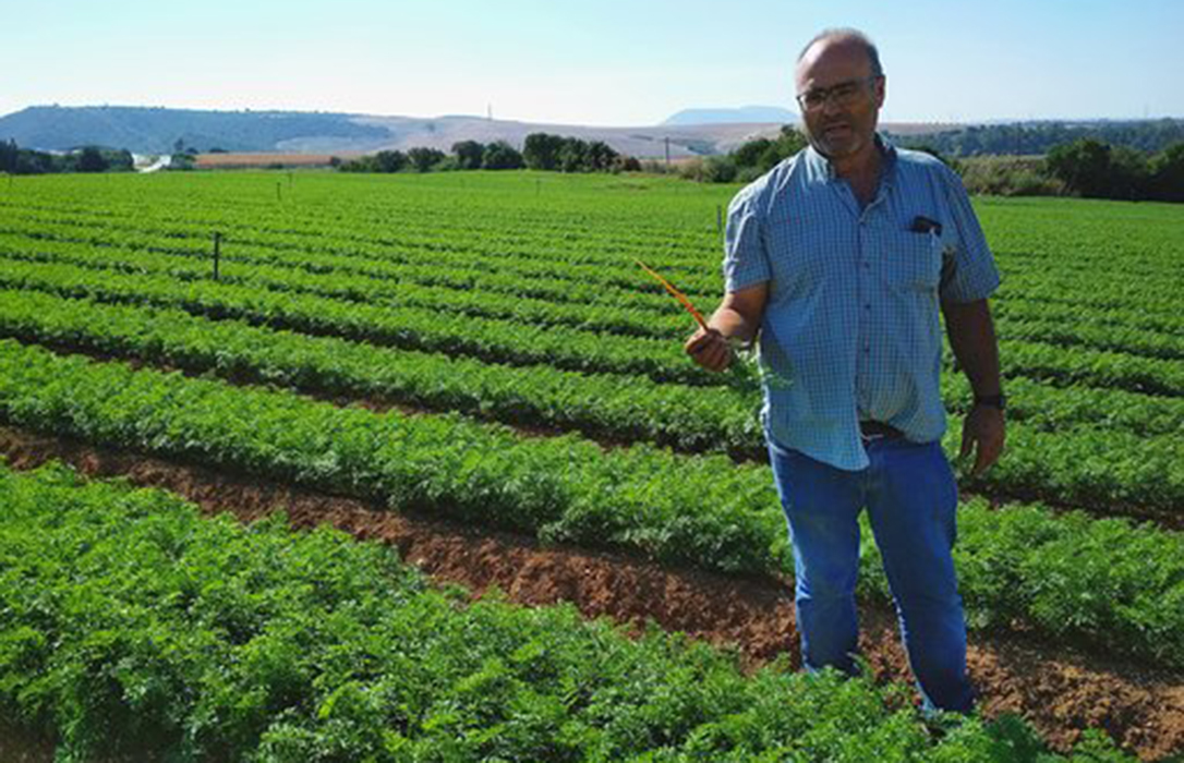 La zanahoria gaditana, la nueva joya de la exportación hortícola de la provincia de Cádiz