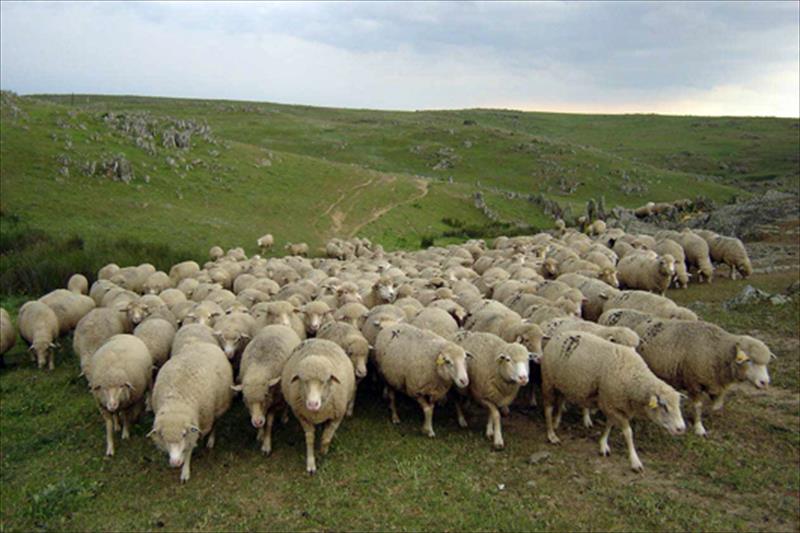 Los ganaderos de ovino de CyL saldrán de nuevo a la calle antes de que la industria vuelva a fijar los precios unilateralmente