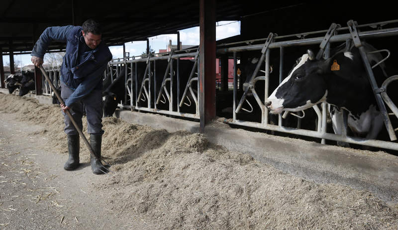 Condenan a un agricultor francés a pagar 8.000 euros por el olor de su ganado que no gustaba a sus vecinos