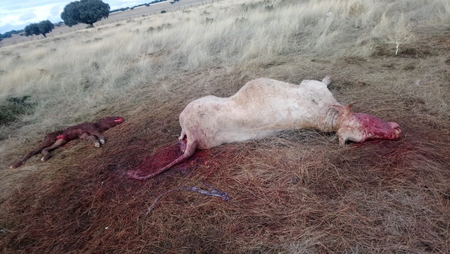 Una bandada de una decena de buitres ataca y mata a una vaca y su ternero en Salamanca