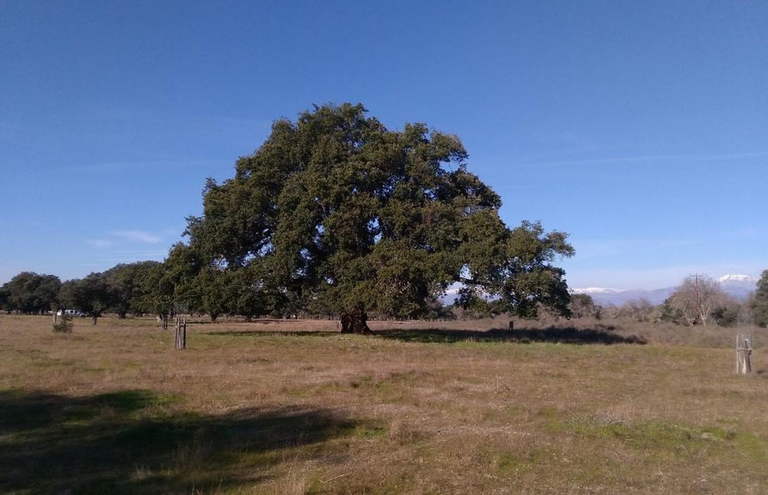 La carrasca Ruli y el alcornoque del Dehesón del Encinar, nuevos árboles singulares en CLM