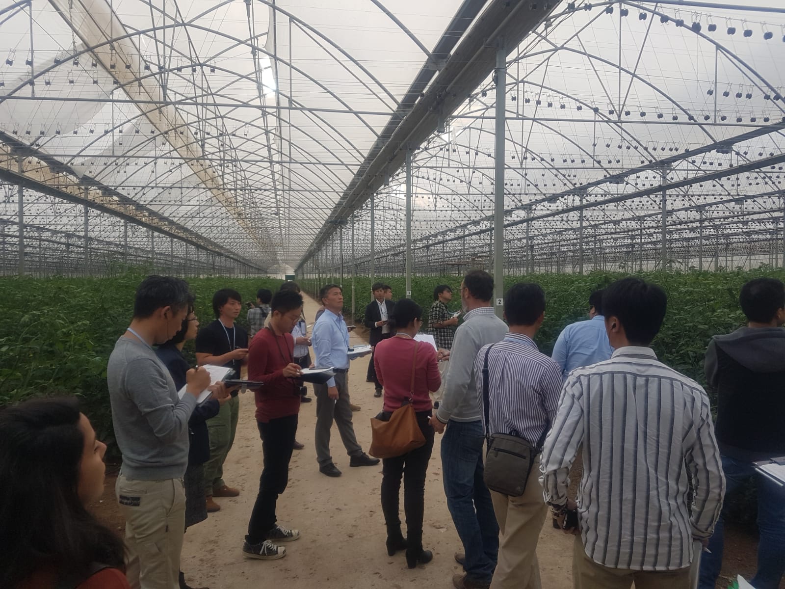 Cooperativistas japoneses visitan Murcia para aprender sobre el cultivo en invernadero y nuevas tecnologías