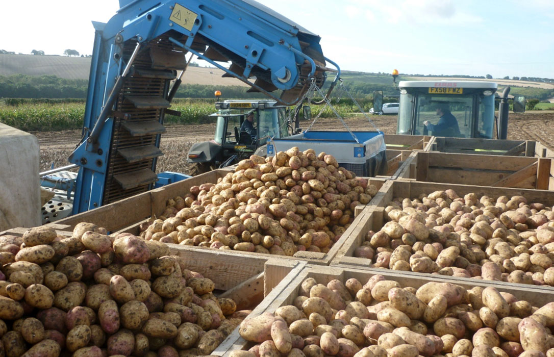 Estudios en Reino Unido muestran una gran reducción de defectos en patata gracias a Ecoculture