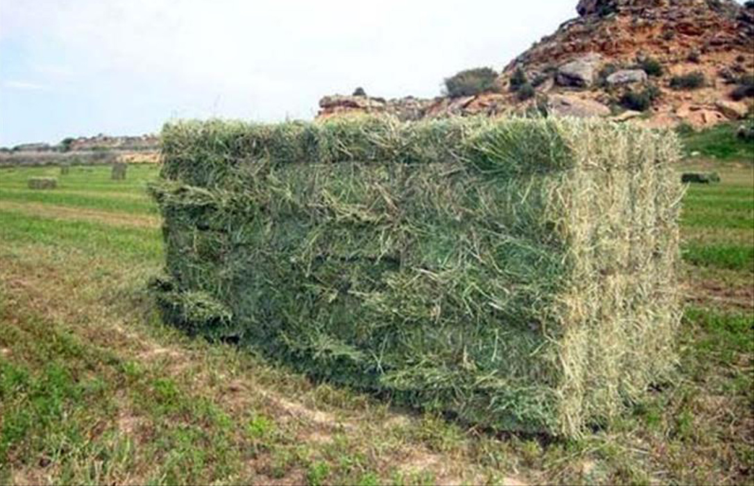Las exportaciones siguen incrementando el precio de la alfalfa, con subidas de hasta 10 y 12 euros