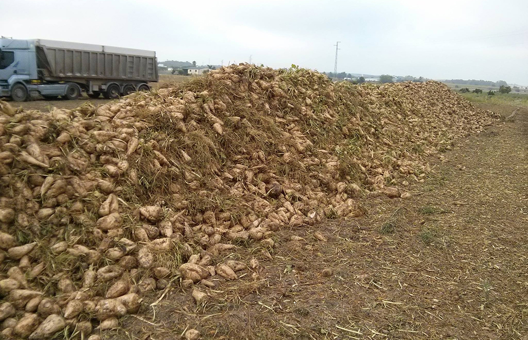 La siembra de remolacha, en el aire ante la falta de rentabilidad y el retraso en otros cultivos