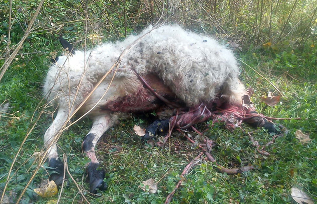 Alarma entre los ganaderos: Los ataques del lobo se incrementan en Madrid y los datos lo confirman