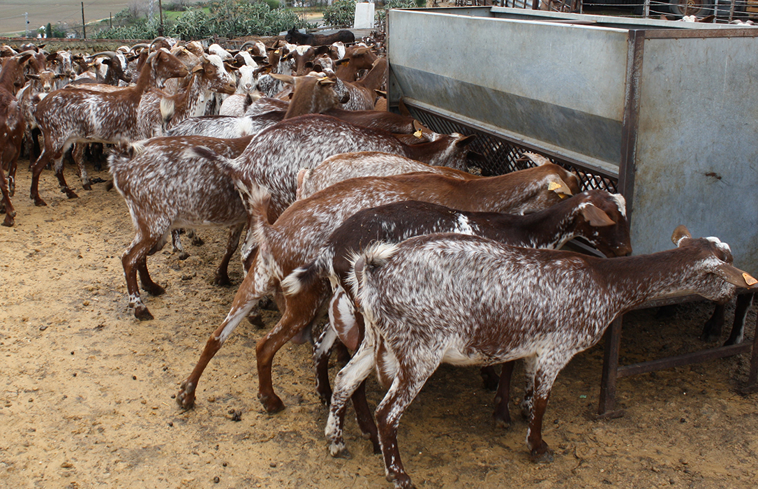 Andalucía abona 24 millones de euros como anticipo de las ayudas asociadas a la ganadería de la PAC