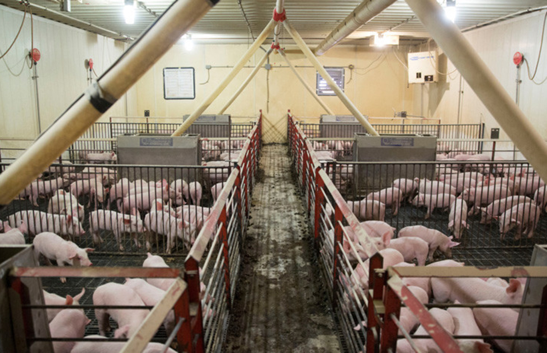 Nueva alerta: Detectan peste porcina africana en un lote de pienso dado a los cerdos en China