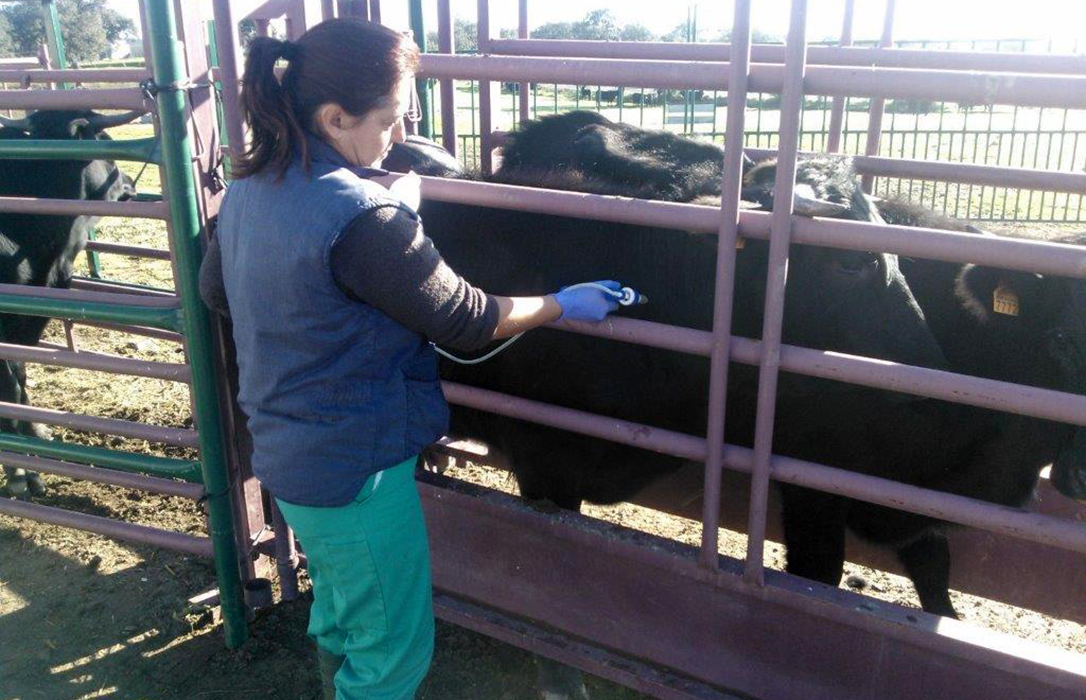 Andalucía establece la receta electrónica Recevet para las prescripciones veterinarias de antibióticos