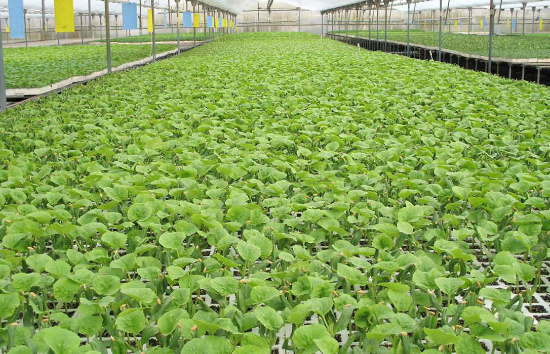 La colaboración entre semilleros, viveros y obtentores, “imprescindible” para un sector hortofrutícola pujante