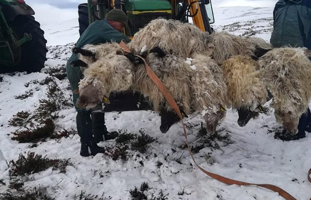 El temporal deja una veintena de ovejas muertas totalmente sepultadas por la nieve en Bizkaia