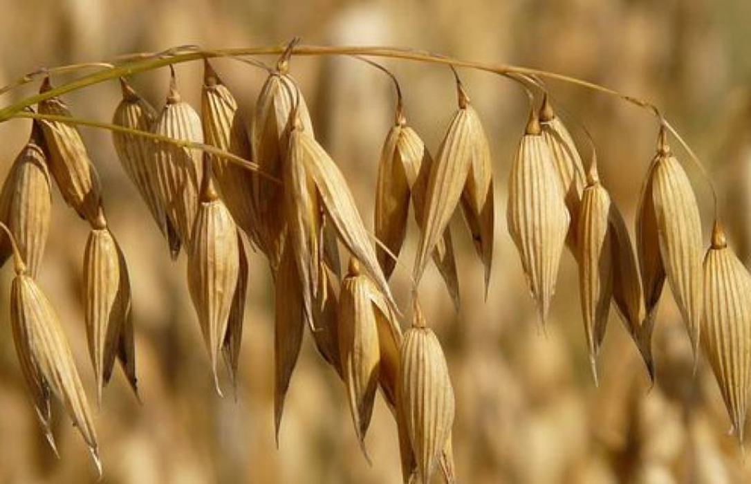Comienza a cotizar la avena en León con problemas para fijar precio y el trigo se queda otra vez sin cotización