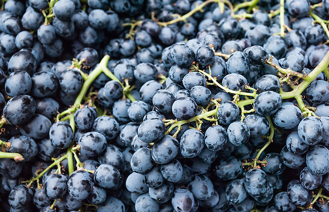 Ampliado el plazo para contratar el seguro de uva de vino y cultivos herbáceos extensivos hasta el 27 de diciembre