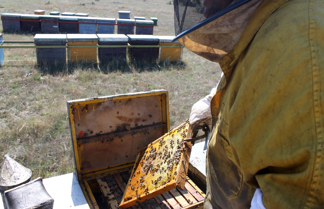 El Ministerio introducirá todas las demandas del sector apícola en el nuevo Real Decreto para el etiquetado de la miel