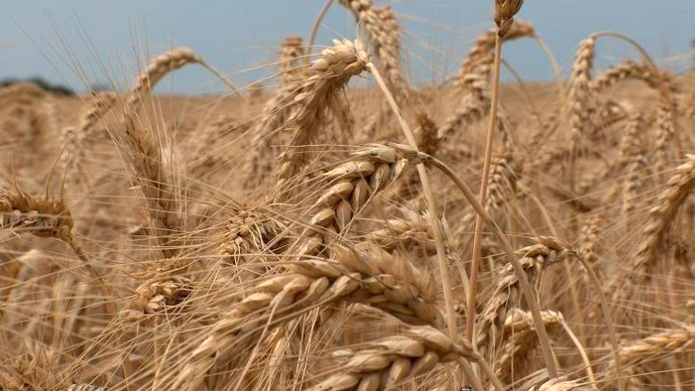 Marruecos suspende los aranceles a la importación de trigo para evitar que se dispare el precio del pan