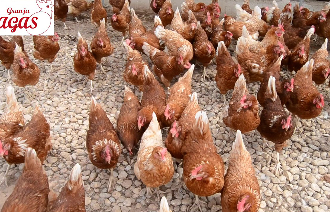 Castilla-La Mancha da el visto bueno ambiental a construir una granja de 80.000 gallinas camperas en Cuenca