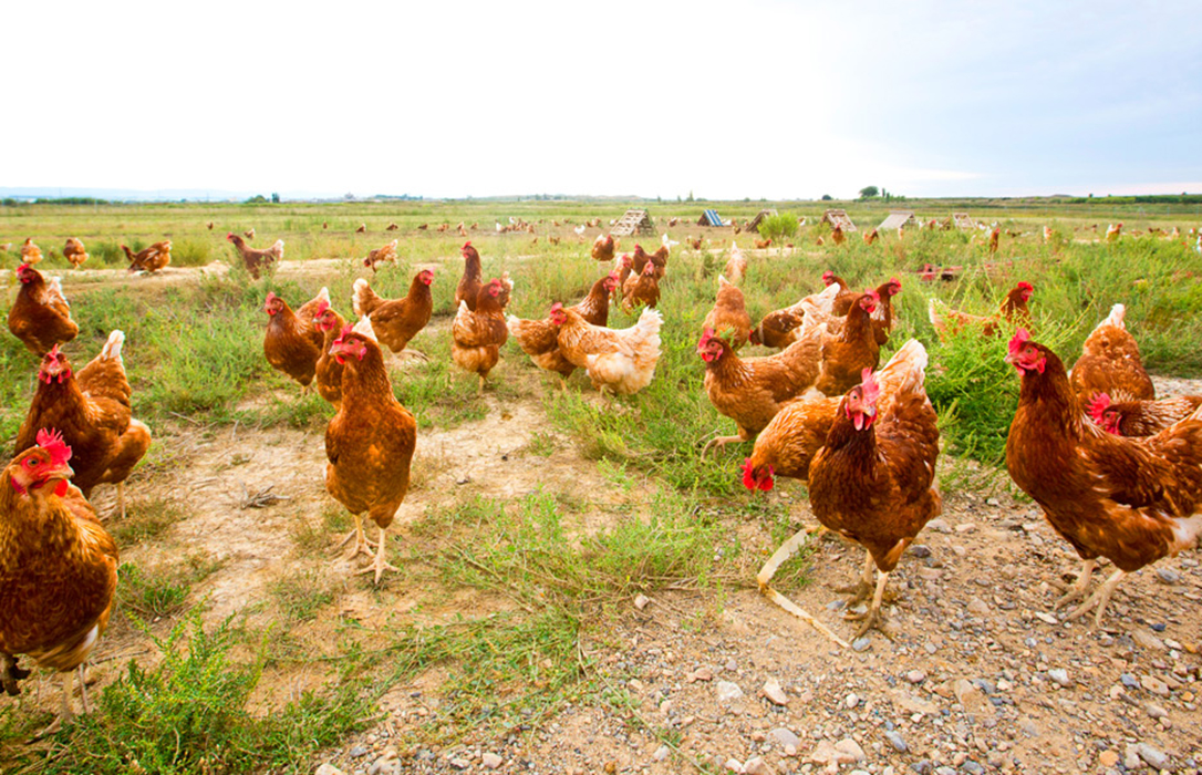 Una granja de Albacete denuncia la muerte de miles de gallinas por culpa de los vuelos militares