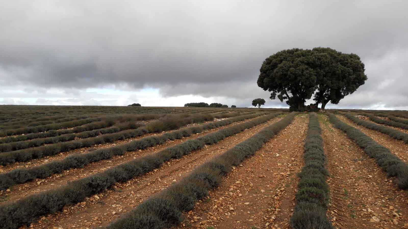 El lavandín se reafirma como el cultivo idóneo y rentable para su implantación en las calles del olivar