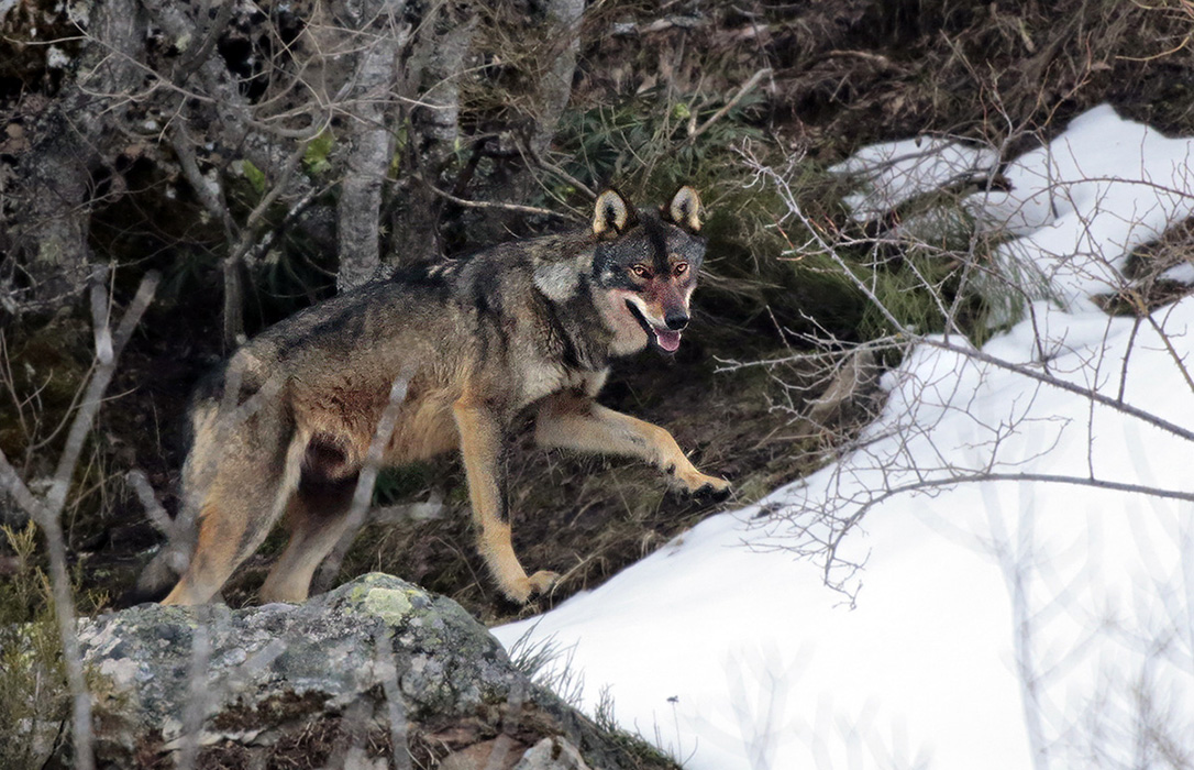 Cantabria defiende «absoluta legalidad» de las batidas en los Picos de Europa en las que se abatieron dos lobos