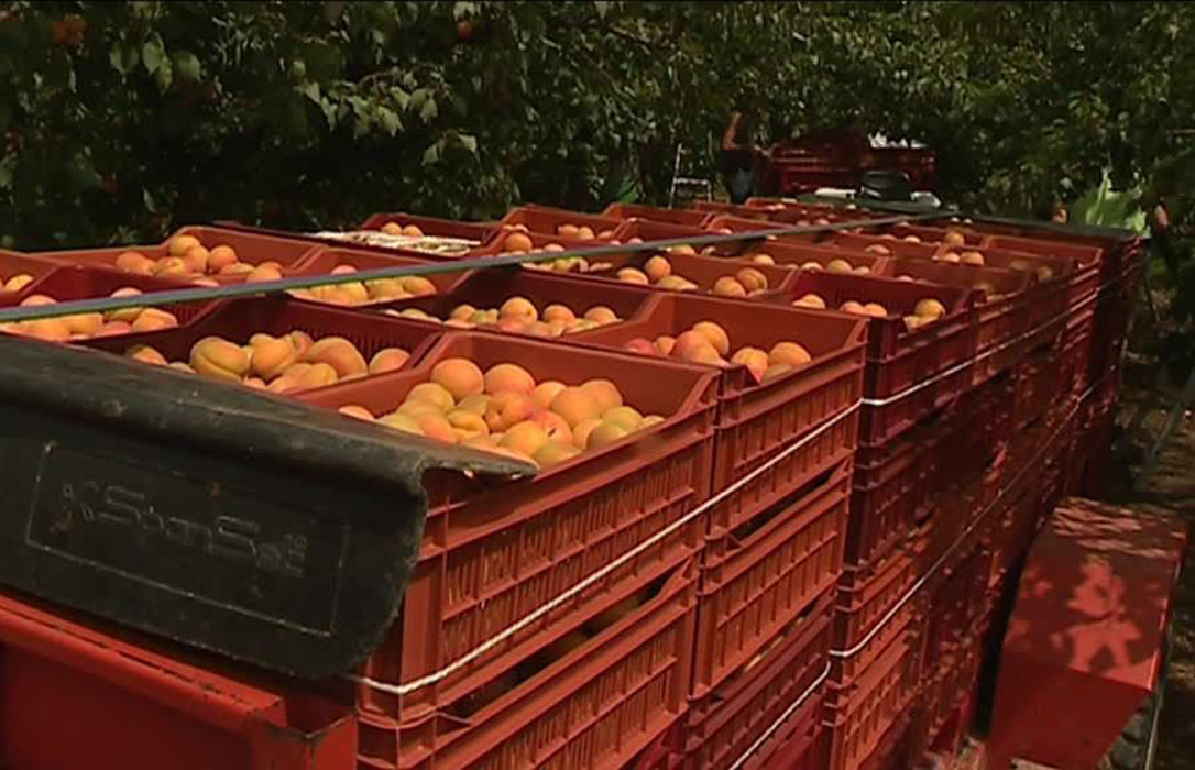 El sector de la fruta presenta sus propias propuestas de cara a la reforma de la PAC
