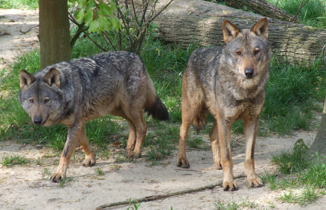 Andalucía traslada en Bruselas a la problemática de recuperación del lobo en la región