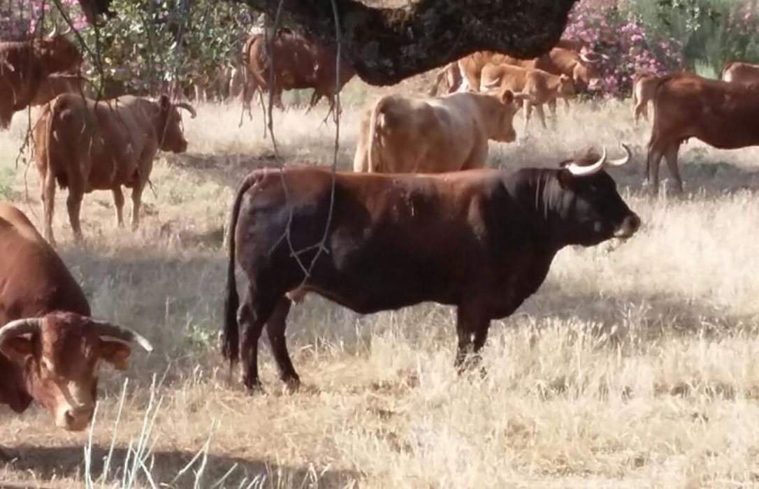 Los ganaderos acudirán al Parlamento Europeo a defender el toro bravo en la negociación de la PAC