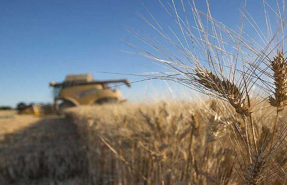 Sigue la tendencia positiva en los precios de los cereales con el trigo duro subiendo casi un 3% esta semana
