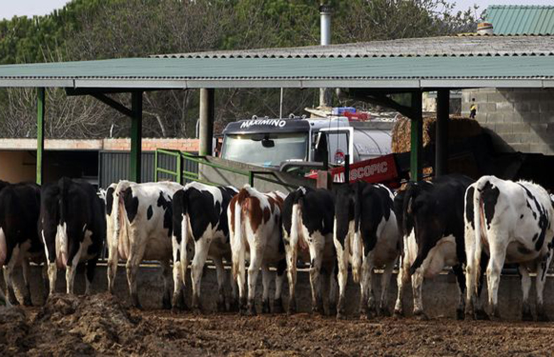 Las granjas gallegas perdieron en 2018 unos 66 millones de euros debido a los bajos precios de la leche