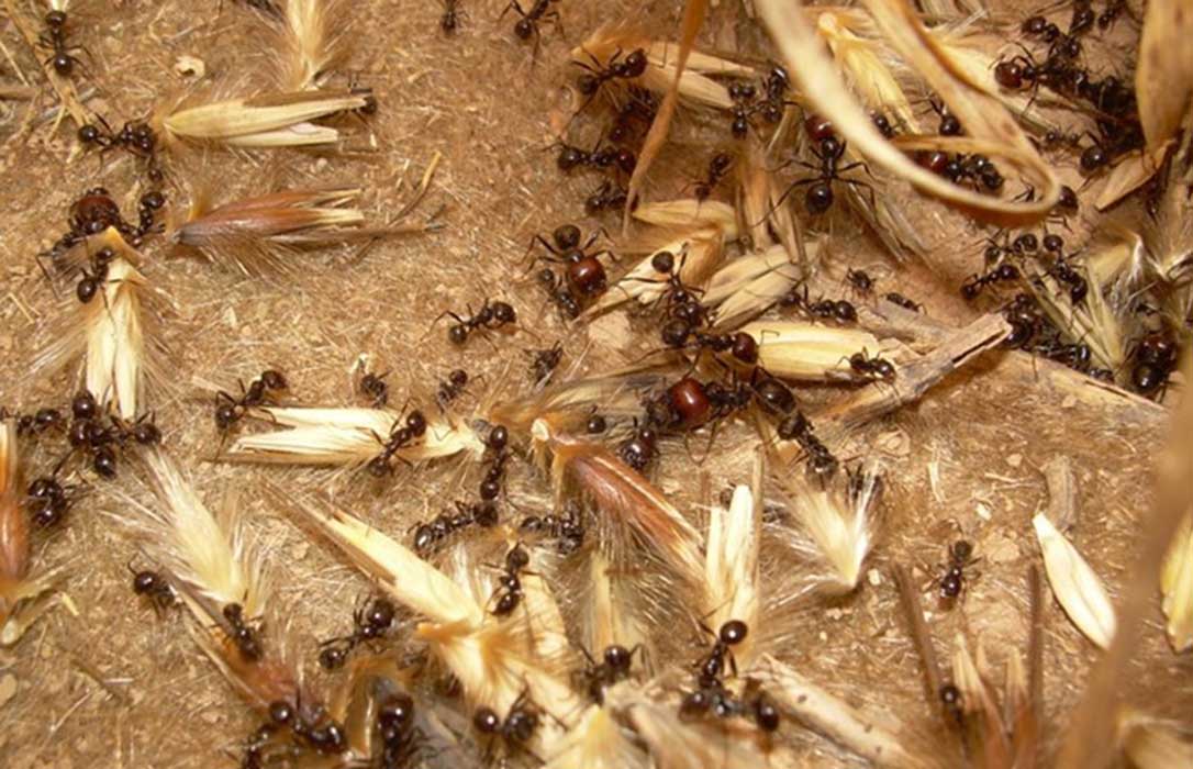 Las hormigas combaten las malas hierbas en los campos de cereal por lo que recomiendan no labrar en verano