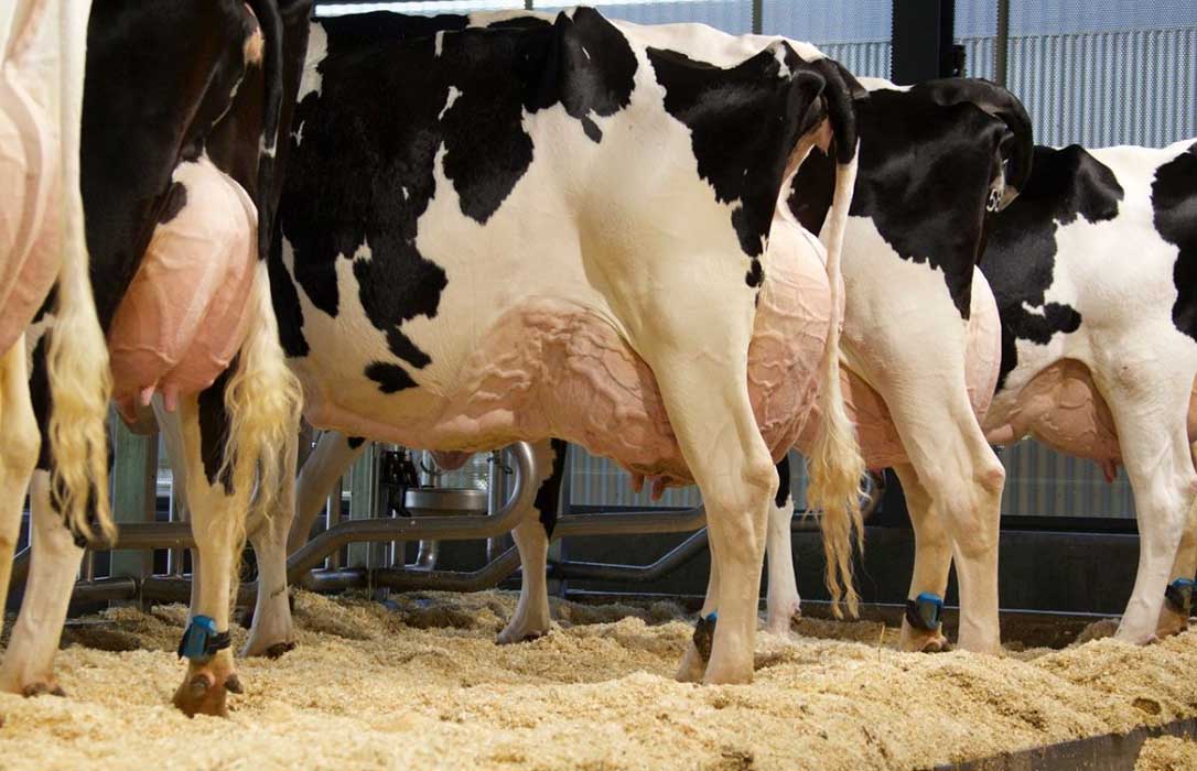 Un estudio permite distinguir las vacas lecheras más eficientes y menos contaminantes