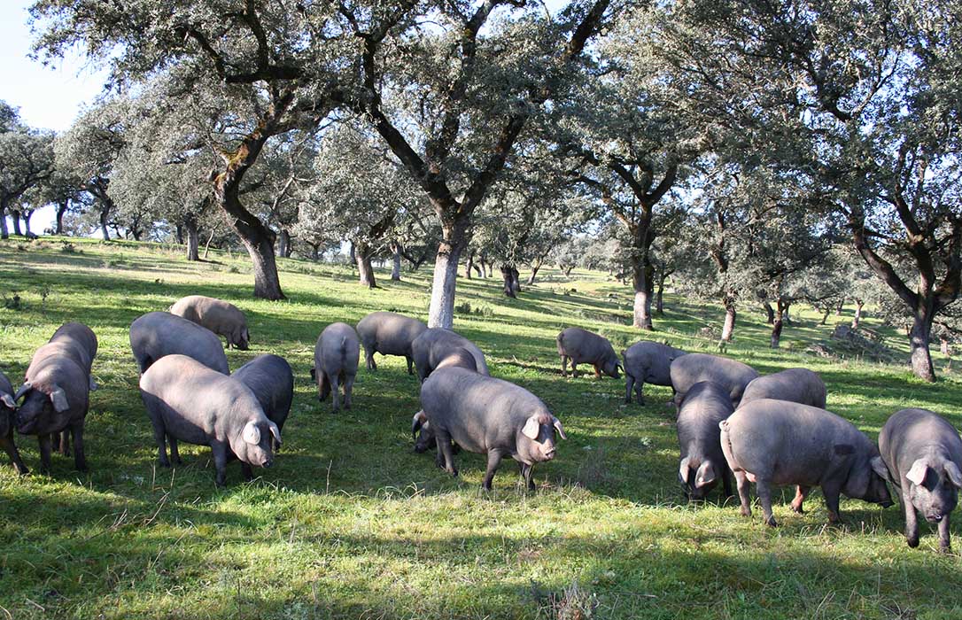 La entrada de cerdos en la montanera caerá un mínimo del 20% esta campaña, según el sector