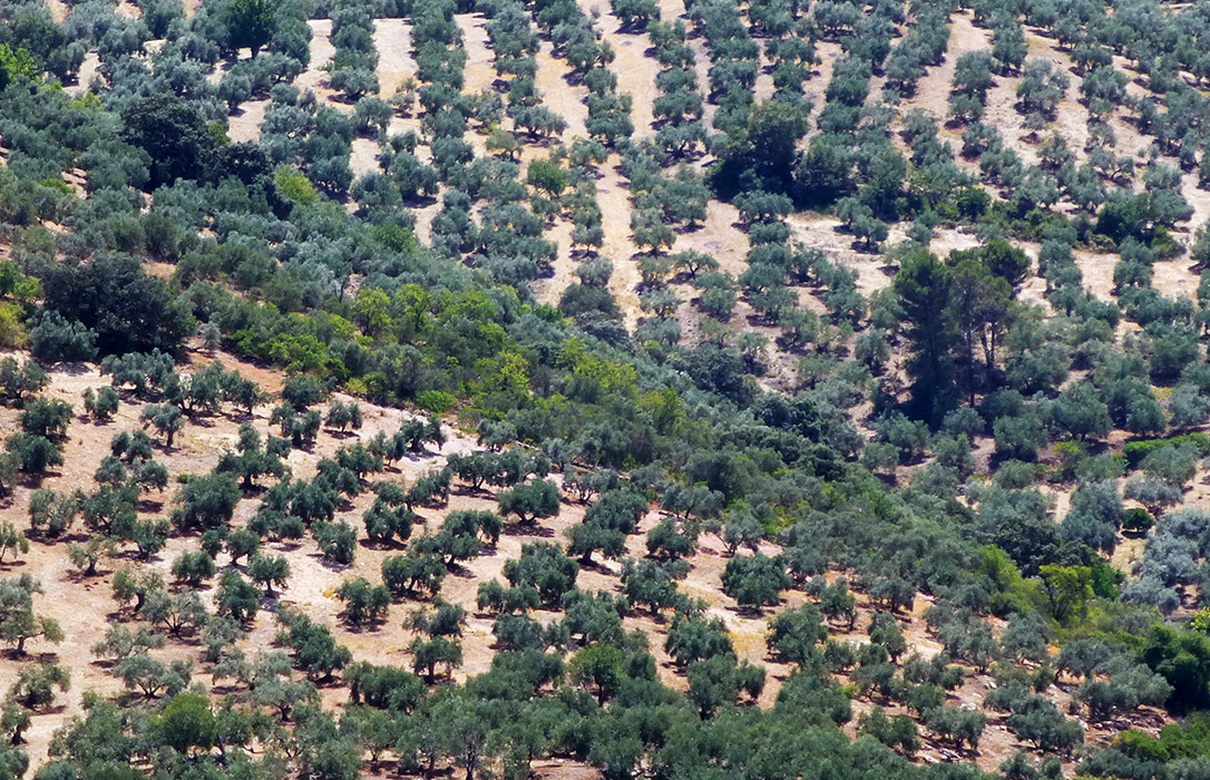 El olivo supone actualmente el 25% del total de cultivo permanente en el planeta