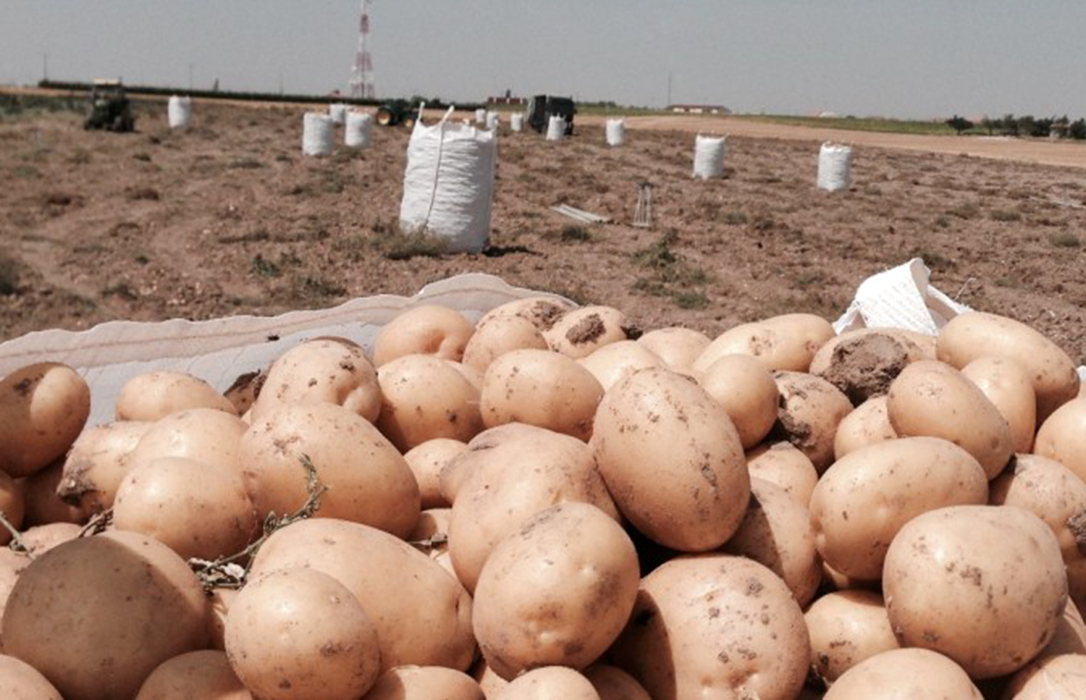 Deja de cotizar la patata en la Lonja de León tras una campaña marcada por los buenos precios