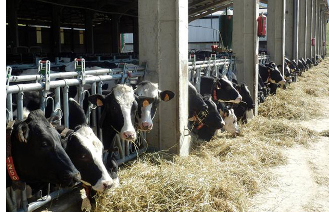 El precio en origen de la leche de vaca en España cae otro 0,59% interanual en noviembre
