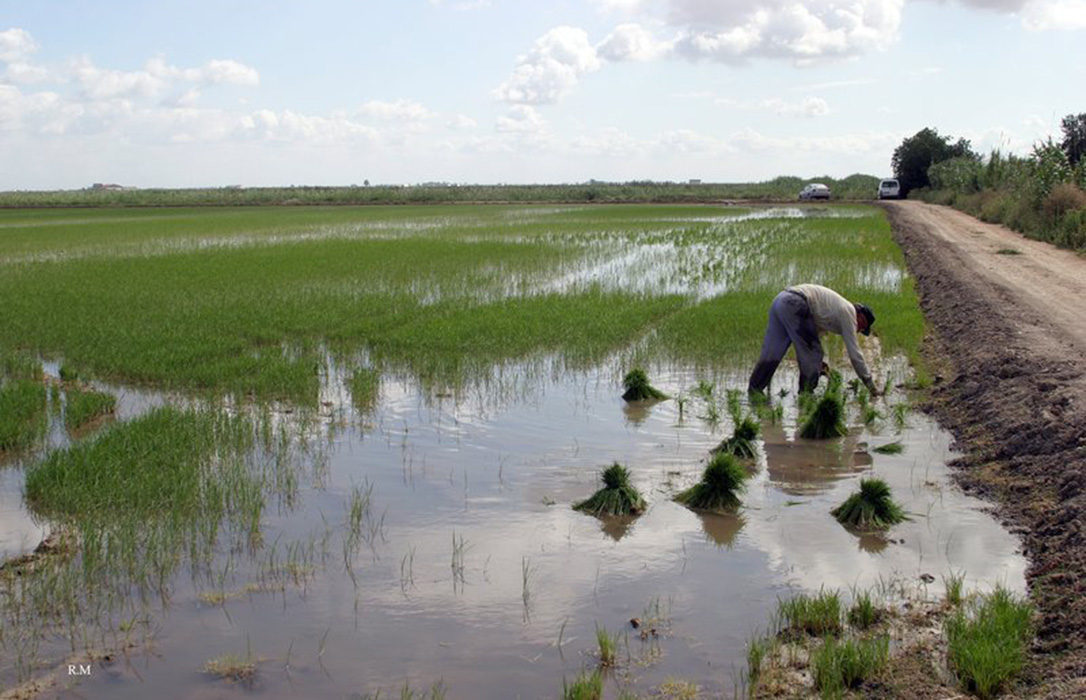 La CE abordará  este martes la posible aplicación de la cláusula de salvaguarda al arroz