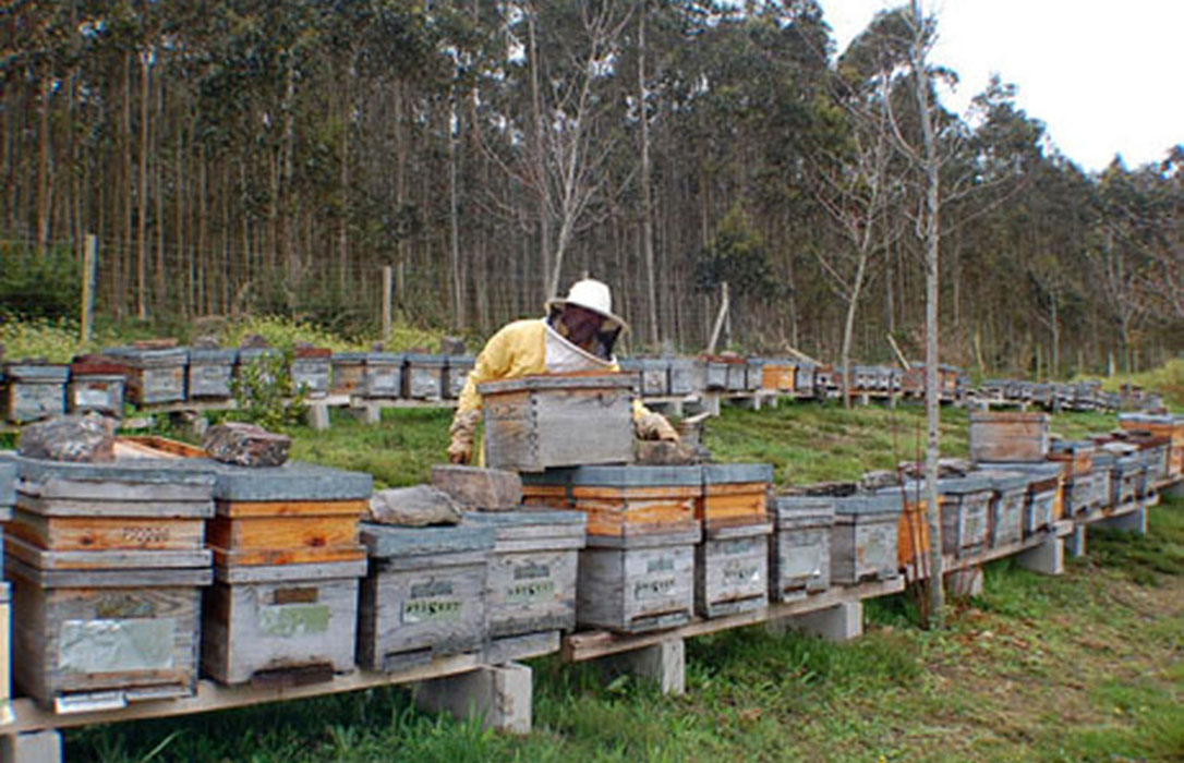 El 80% de la producción de miel extremeña de la última campaña está aún en stock