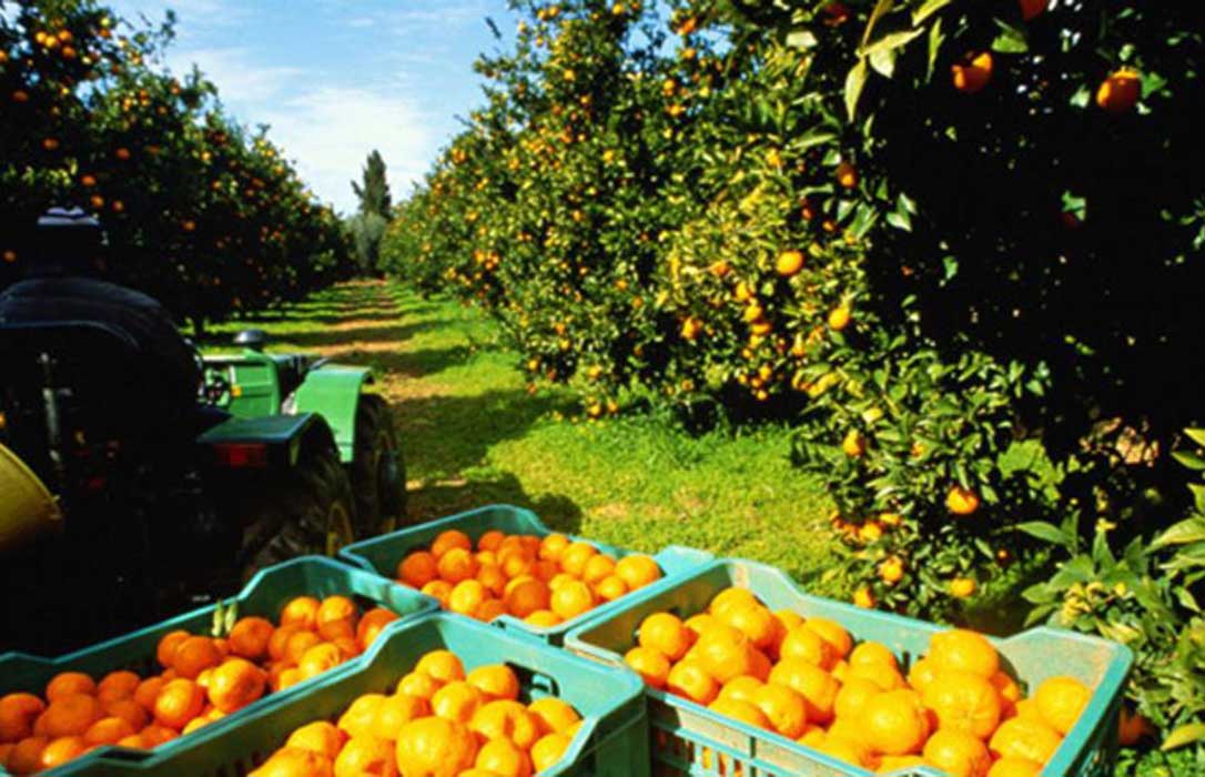 La vitamina C se queda en los árboles: La crisis de precios de los cítricos provoca que no se recoja la fruta