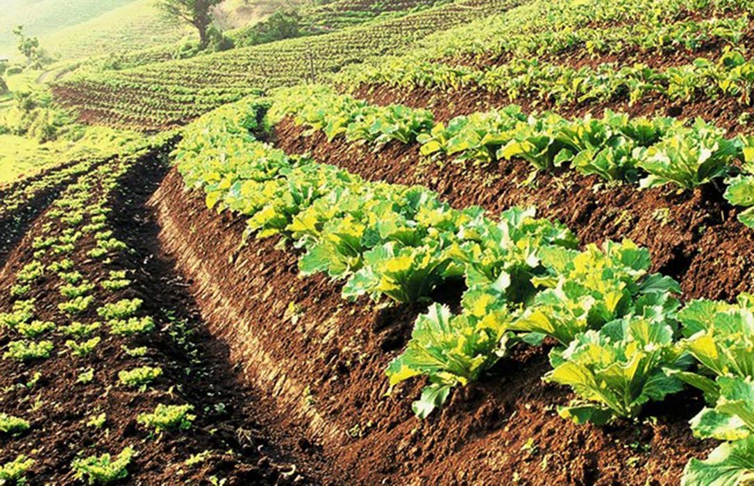 Extremadura destinará más de 10 millones de euros a medidas de fomento de una agricultura sostenible