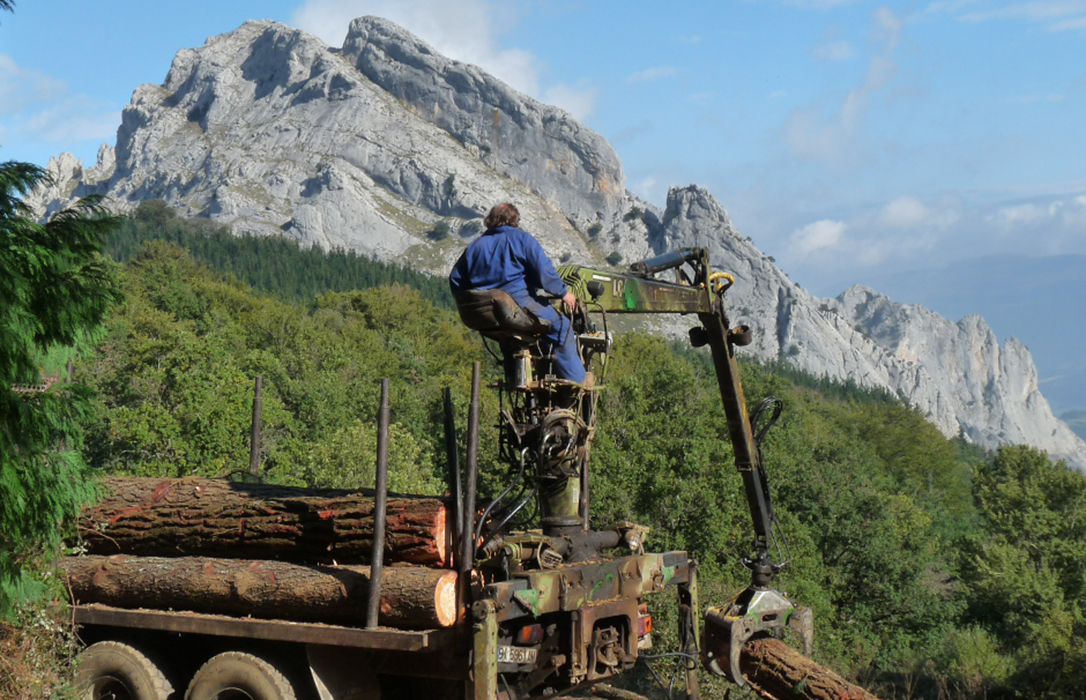 BASOTEK impulsa la competitividad del sector forestal-madera mediante proyectos de valor añadido