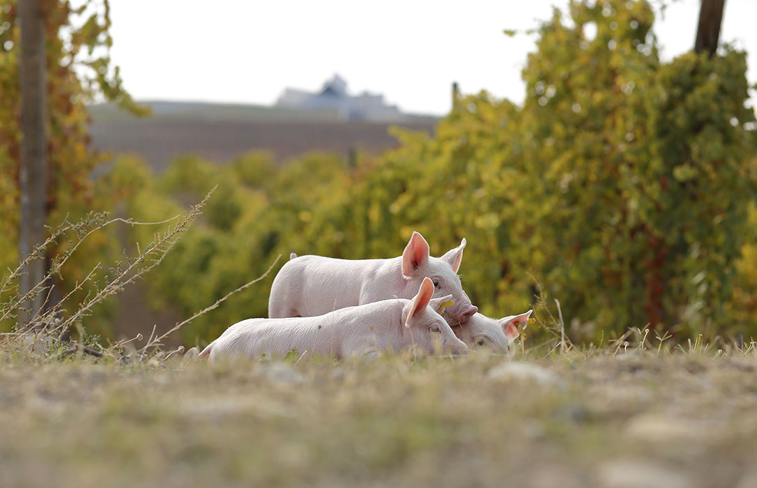Costa Food Group, primer cárnico de porcino blanco en lograr la certificación Bienestar Animal AENOR Conform en sus explotaciones