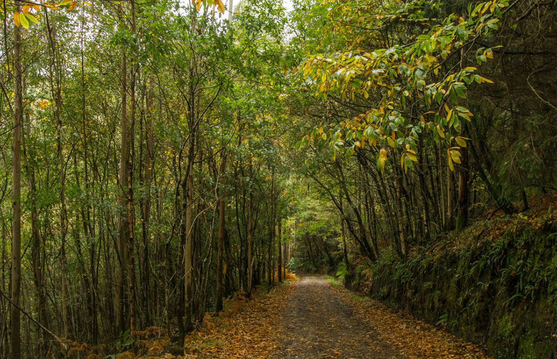 Dos acuerdos de custodia del territorio en bosques FSC de Galicia y Asturias ayudarán a mejorar la biodiversidad cantábrica
